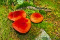 Red toadstools fly agaric in the forest Norway Royalty Free Stock Photo