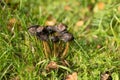 toadstools grow in green grass