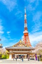 Red Tokyo antenna tower with sakura blossom flower blue sky back