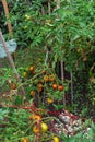 Red tomato cage and broken branch with load of ripe and green tomatoes fruits after rain storm at homestead backyard garden near Royalty Free Stock Photo