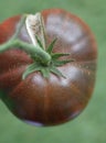 a red tomato with a crack on its side hangs on a twig