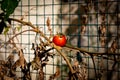 A red tomato among the dried, dead branches Royalty Free Stock Photo