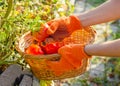 Red tomato in female hands. Farmer Picking Tomatoes, Harvesting tomatoes in basket. Ripe tomato vegetables. Home garden, organic Royalty Free Stock Photo