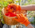 Red tomato in female hands. Harvesting tomatoes in basket. Ripe tomato vegetables. Home garden. Vegetable Growing. Farmer Picking Royalty Free Stock Photo