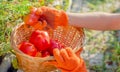 Red tomato in female hands. Harvesting tomatoes in basket. Ripe tomato vegetables. Home garden. Vegetable Growing. Farmer Picking Royalty Free Stock Photo