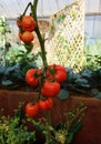 Red tomato growing in organic farm Royalty Free Stock Photo