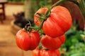 Red tomato growing in organic farm Royalty Free Stock Photo