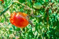 Red tomato grown in a garden hanging on a green branch