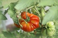 Red tomato grown in a greenhouse. Home gardening. Organic farming