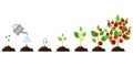 red tomato growth. Cartoon infographic timeline. Vector illustration.