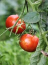 Red tomato growth at green leaves