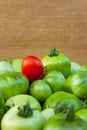 Red Tomato On Immature Green Tomatoes.