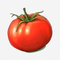 Hand Drawn Tomato: Detailed Sketching, 2d Game Art, And Bold Graphic Design