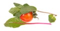 Red tomato, mint branch with fresh green leaves and chard green leaf isolated on white background Royalty Free Stock Photo