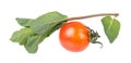 Red tomato and mint branch with green leaves isolated on white background. Ingredients for salad Royalty Free Stock Photo