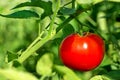 Red tomato on plant. Royalty Free Stock Photo