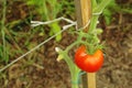 Red tomato on a plant