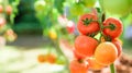 Red tomato plant growing in garden Royalty Free Stock Photo