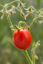 Red Tomato Plant Royalty Free Stock Photo