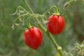 Red Tomato Plant Royalty Free Stock Photo