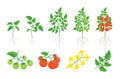 Red tomato plant set. Tomatoes bush harvest. Green and ripe tomatoes. Bloom. Leaves on a branch. Flat color vector. Royalty Free Stock Photo