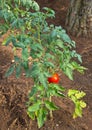 Red tomato plant vertical view Royalty Free Stock Photo