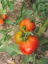 Red tomato plants in a home made vegetable garden Royalty Free Stock Photo