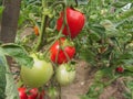 Red tomato plants in a home made vegetable garden Royalty Free Stock Photo