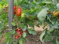 Red tomato plants in a home made vegetable garden Royalty Free Stock Photo