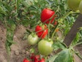Red tomato plants in a home made vegetable garden Royalty Free Stock Photo