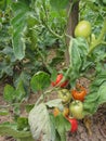 Red tomato plants in a home made vegetable garden Royalty Free Stock Photo