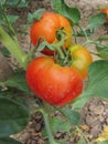 Red tomato plants in a home made vegetable garden Royalty Free Stock Photo