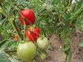 Red tomato plants in a home made vegetable garden Royalty Free Stock Photo