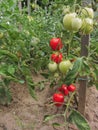 Red tomato plants in a home made vegetable garden Royalty Free Stock Photo