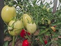 Red tomato plants in a home made vegetable garden Royalty Free Stock Photo