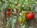 Red tomato plants in a home made vegetable garden