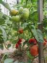 Red tomato plants in a home made vegetable garden Royalty Free Stock Photo