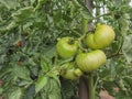 Red tomato plants in a home made vegetable garden Royalty Free Stock Photo