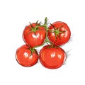 Red tomato sketch draw isolated over Royalty Free Stock Photo