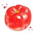 Red tomato with watercolor splash. Healthy food. Hand drawn illustration