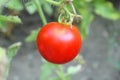 Red tomatoe on the plant Royalty Free Stock Photo