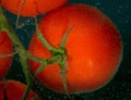 Red tomatoes with air bubble on a surface on gray background Royalty Free Stock Photo