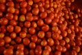 red tomatoes background. Group of tomatoes Sangamner Royalty Free Stock Photo