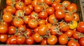 red tomatoes background. tomatoes background top view Royalty Free Stock Photo