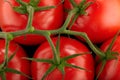 Red tomatoes branch Royalty Free Stock Photo