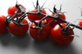 Red tomatoes on a branch close up, black and white background with red tomatoes Royalty Free Stock Photo