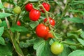 Red tomatoes on a branch in the garden close up