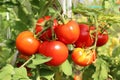 Red tomatoes on a branch in a greenhouse Royalty Free Stock Photo