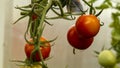 Red tomatoes on a branch in a greenhouse Royalty Free Stock Photo