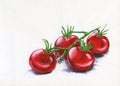 Red tomatoes on a branch. Hand-drawn illustration.